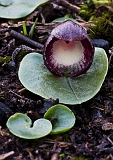 Corybas incurvus Slaty Helmut-orchid(b)